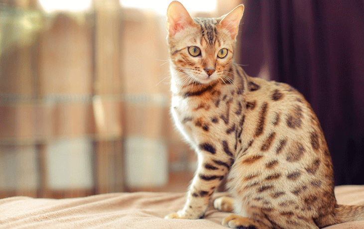 bengal-son