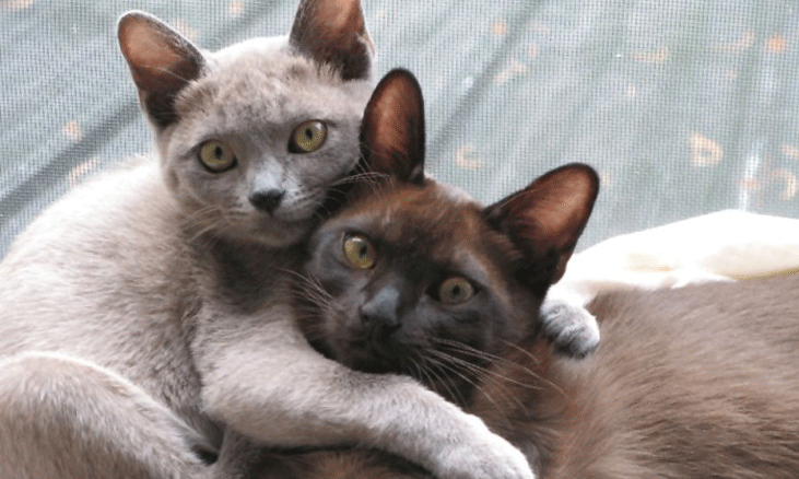 burmese-son