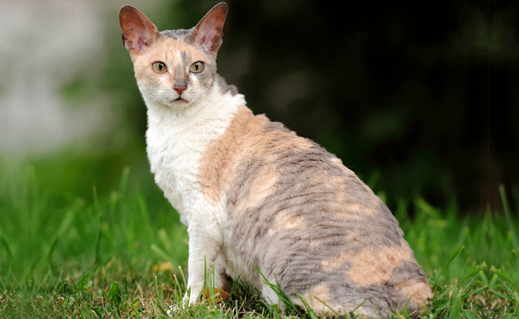 cornishrex