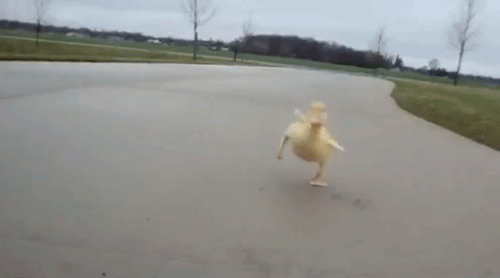 cutest-animal-gifs-baby-duck-run
