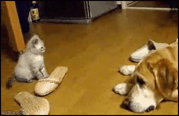 cutest-animal-gifs-kitten-pounces-dog
