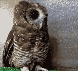cutest-animal-gifs-owl-scratch