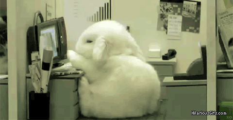cutest-animal-gifs-rabbit-sleeps