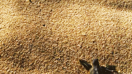 cutest-animal-gifs-turtle-baby-run