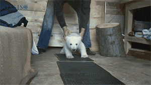 cutest-baby-animals-gifs-bear