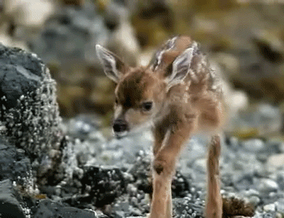 cutest-baby-animals-gifs-deer