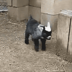 cutest-baby-animals-gifs-goat