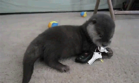 cutest-baby-animals-gifs-otter