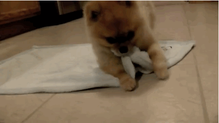 cutest-baby-animals-gifs-puppy
