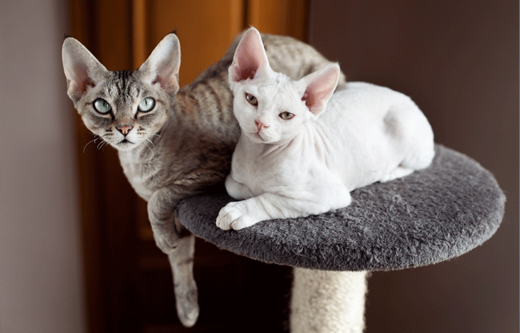 devon-rex