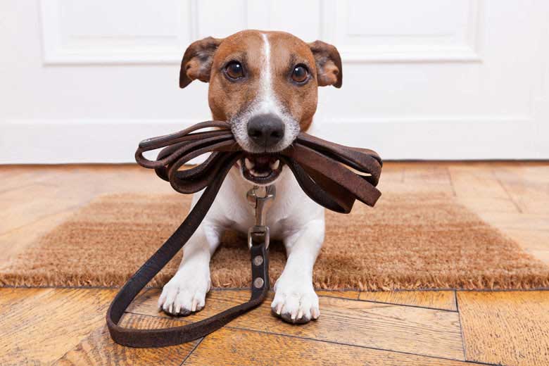 dog-walker