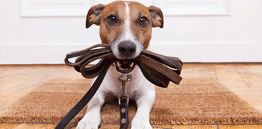 Featured image of post Köpek Gezdiricinizi Seçerken Dikkat Etmeniz Gerekenler