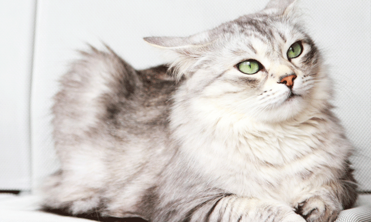 siberian-son