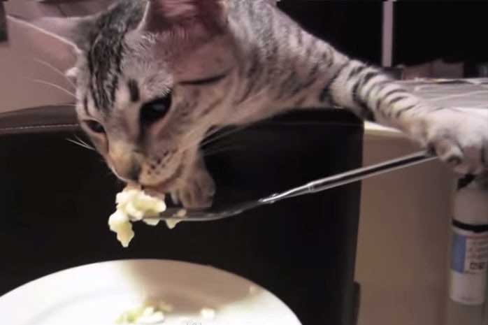 Çatal Kullanan Bir Kedi Görmüş müydünüz?