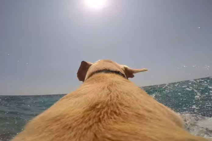 Hiçbir Şey Bu Köpekle Denizin Arasına Giremez! HİÇBİRŞEY
