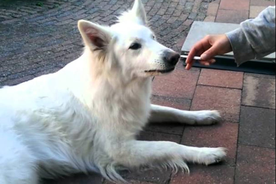 Akıllı Köpekten Sigaraya Tepki :)