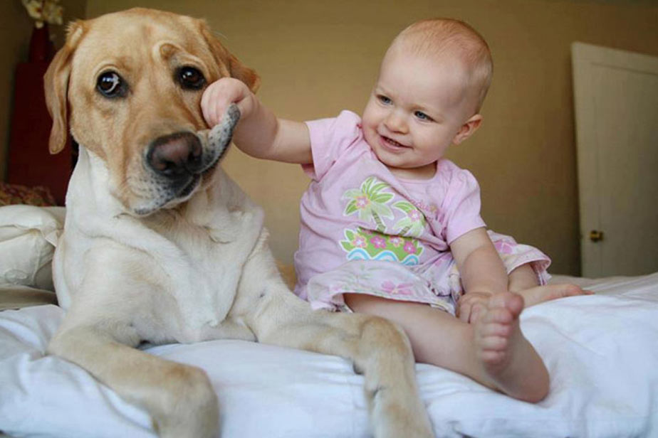 Hayır, Köpek Yaşı İnsan Yaşının 7 Katına Eşit Değil