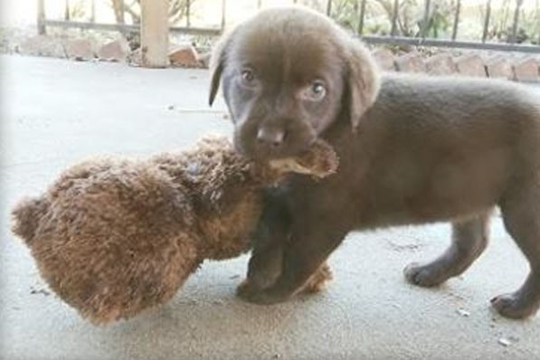 Tatlı Köpek Yavruları Oyuncak Ayıya Karşı! :)