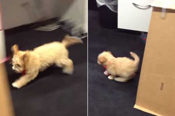 Köpek Küçültme Makinesi İcat Edilmiş! :)
