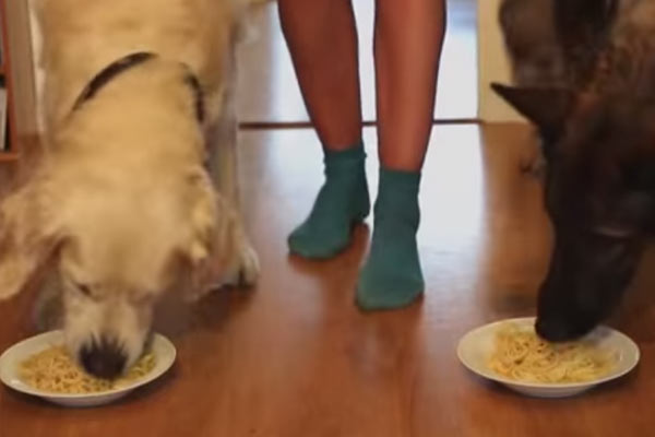 Featured image of post Spagetti Yeme Yarışması: Golden Retriever, Alman Kurduna Karşı