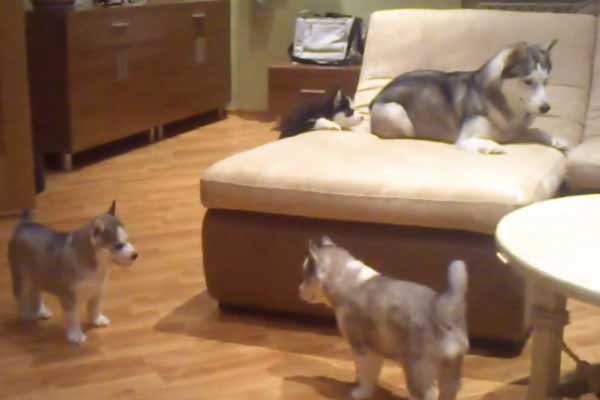 Featured image of post Anne Köpeğin Yavrularıyla Eğlenceli Oyunu