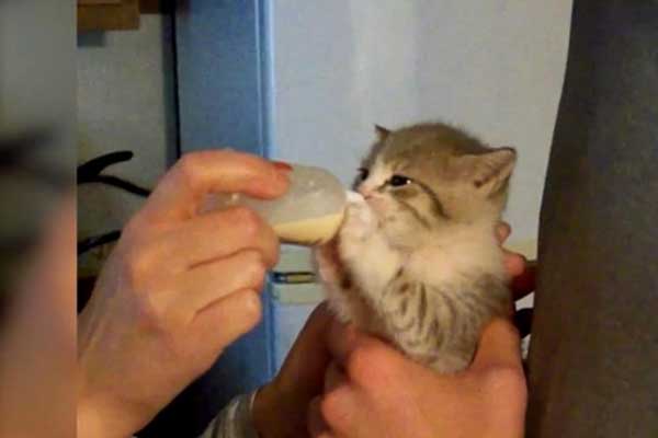 Featured image of post Minik Yavru Kedinin Minik Biberonuyla Savaşı