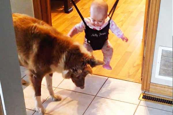 Featured image of post Köpek Bebeğe Nasıl Zıplanacağını Öğretiyor