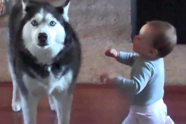 Featured image of post Köpek Bebeğin Sesini Taklit Ediyor