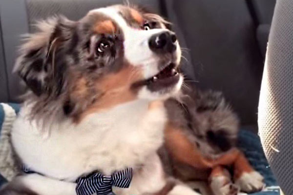Featured image of post Sevdiği Şarkı Çalınca Uyanan Köpek