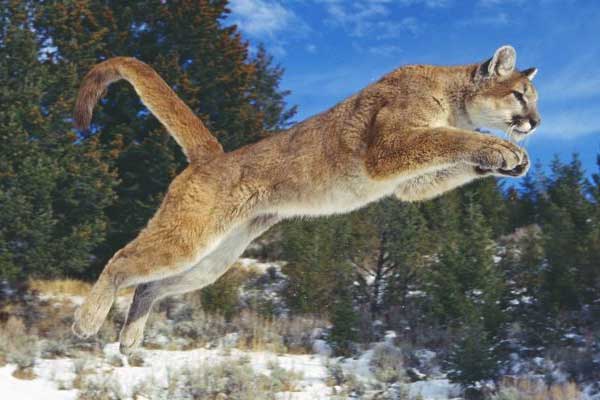 Featured image of post Aptal Puma Sendromu