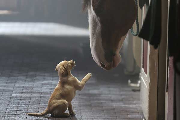 Featured image of post Köpek ile Atın İnanılmaz Dostluğu