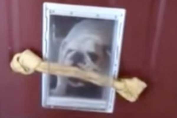 Featured image of post Köpeğin Kocaman Kemikle İmtihanı