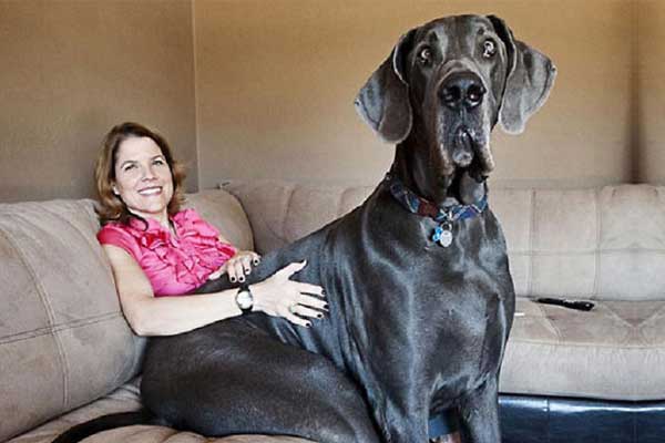 Ne Kadar Büyük Olduklarının Farkında Olmayan Köpekler