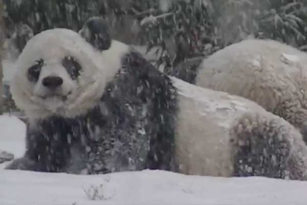 Yavru Panda Bao Bao'nun Karla Tanışması :)