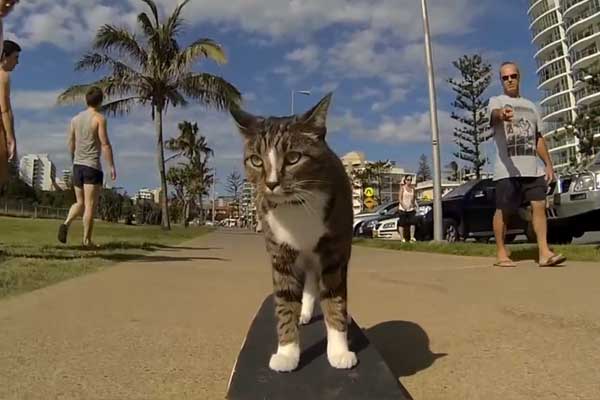Featured image of post Didga Bir Kaykaycı Kedi!