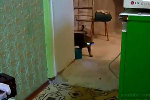 Featured image of post Cep Telefonu Çalınca Getiren Kedi