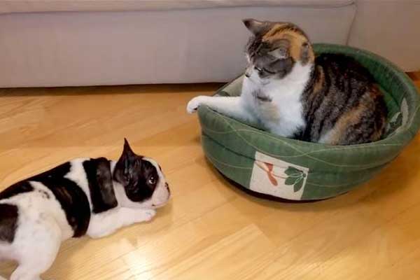 Featured image of post Yatağını Geri Almaya Çalışan Köpek