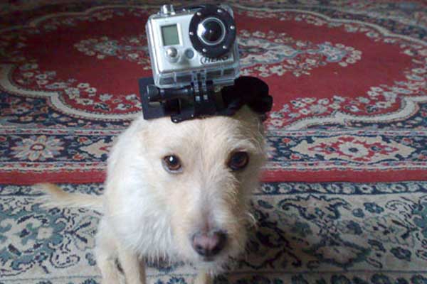 Featured image of post Köpeğiniz Evde Yalnızken Neler Yapıyor?