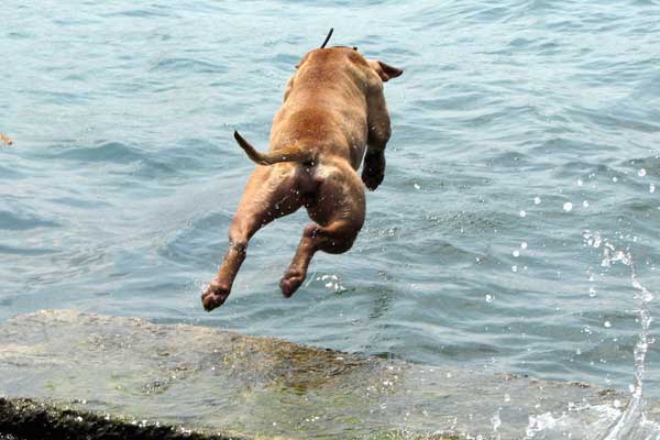 Featured image of post Kahraman Köpek