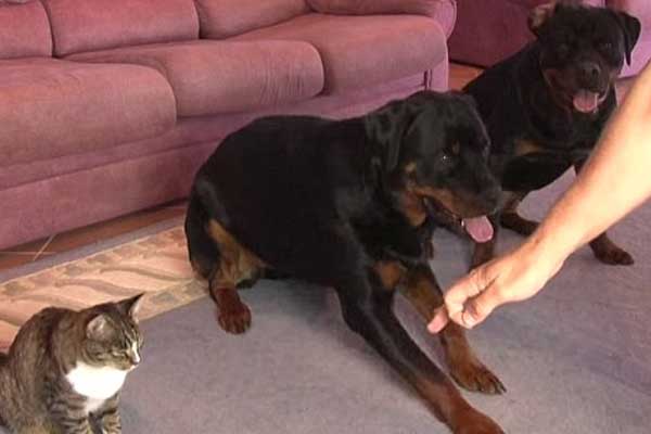 Bu Kedi Köpeklere Taş Çıkarır