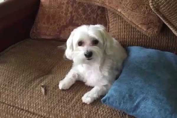 Suçüstü Yakalanan Köpek