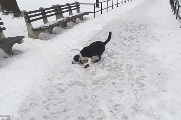 Gülme Köpeğine Gelir Başına!