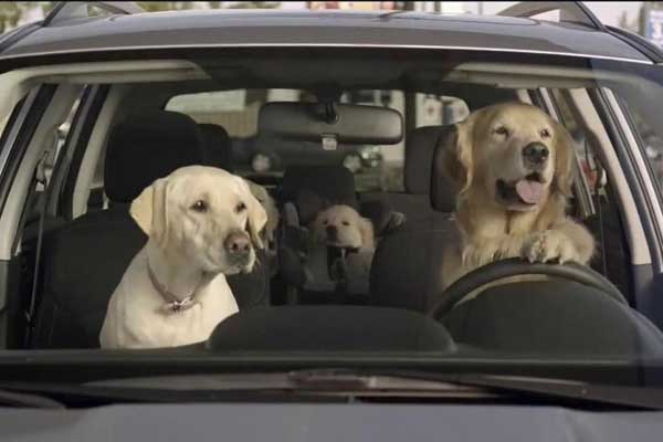 Featured image of post Eşinin Yanında Başka Dişilere Bakan Köpek :)