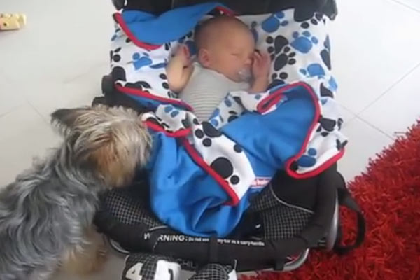 Akıllı Köpek Bebek Kardeşine Sahip Çıkıyor!