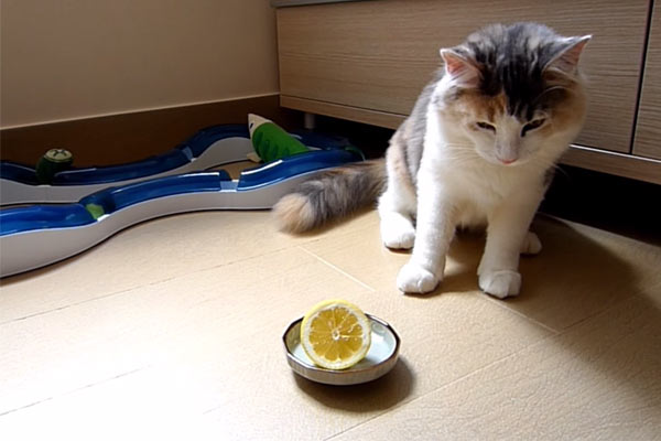 Kedi Limona Karşı