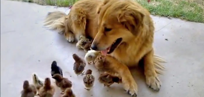 10 Civcivi Evlat Edinen Köpek