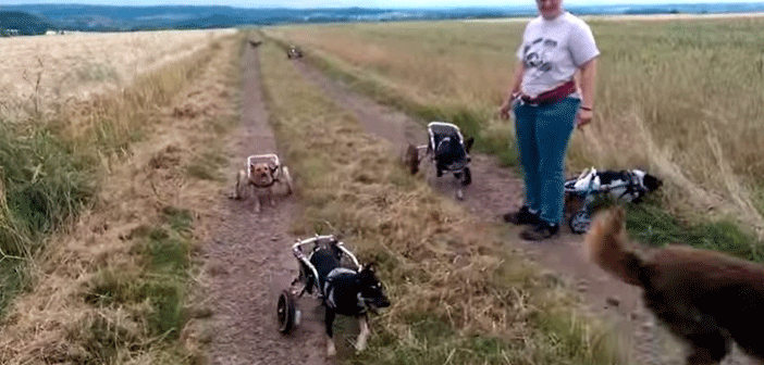 Engelli Köpekler Engelsiz Eğlence!