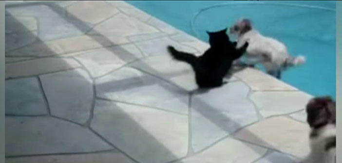 Kedi Köpeği Havuza Atıyor