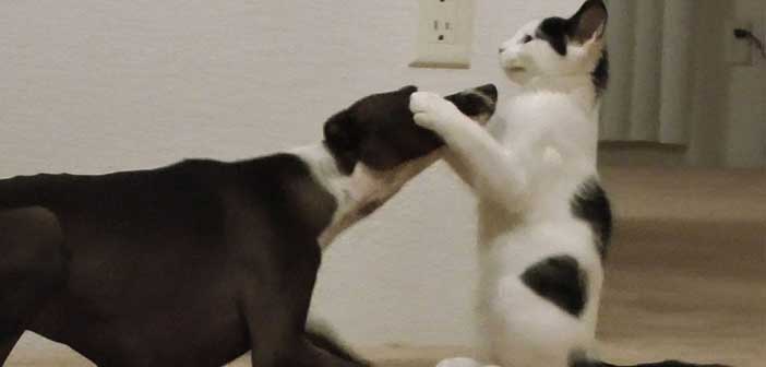 Köpek ve Kedinin Komik Oyunu