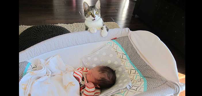 Bu Kediye Kimse Eve Bebek Geleceğini Söylememiş! :)